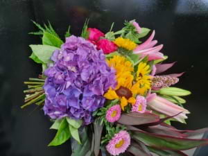 Purple Hydrangea