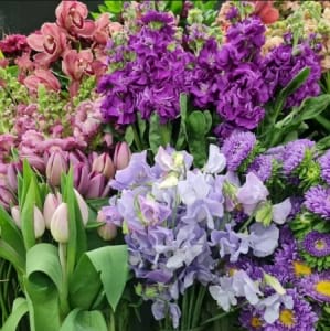 Purples