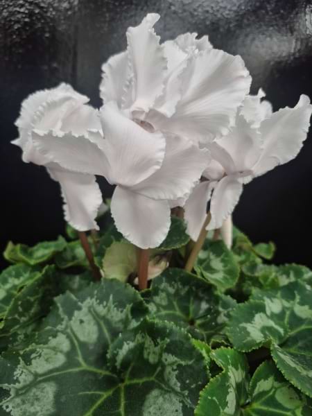 Cyclamen Plant 